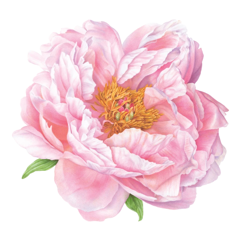 Tovaglietta di cartone Caspari rosa Peony 3083PMS